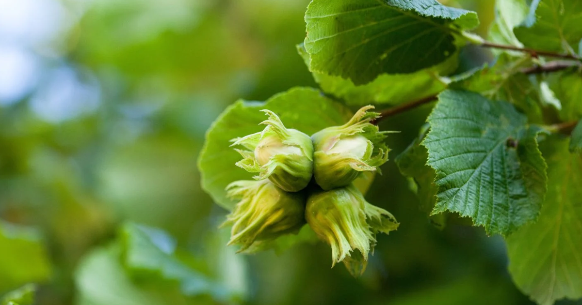 Hazelnut Tree Pollination