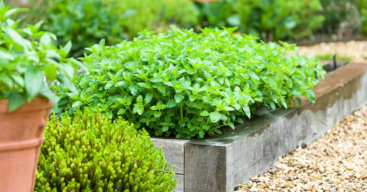 Herb Garden Planter Ideas
