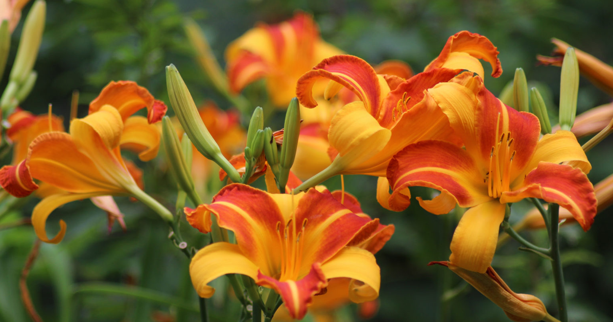 How And When To Cut Back Daylilies: Daylily Trimming Made Simple