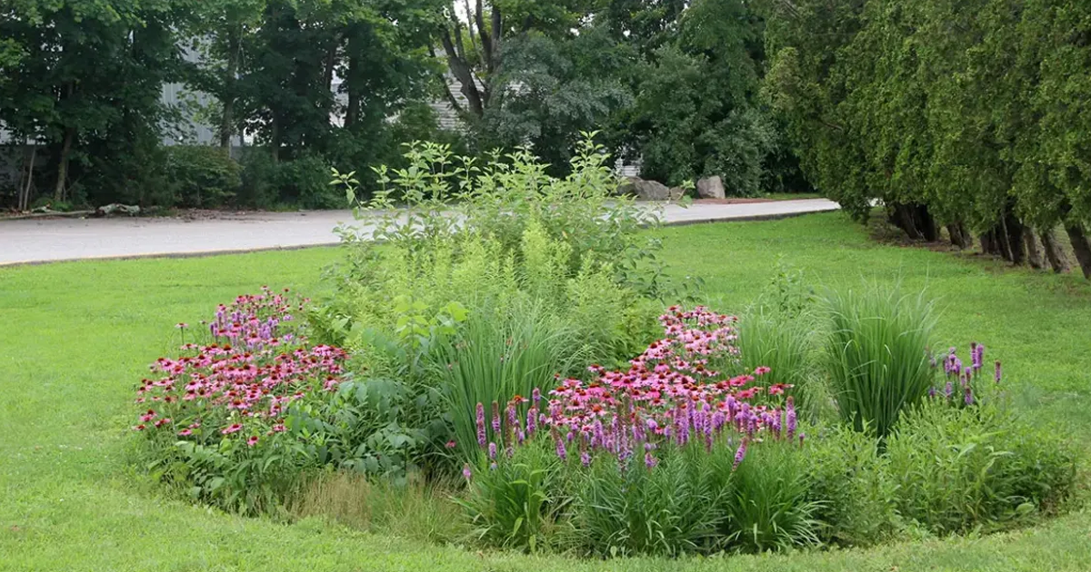 How Much Does A Rain Garden Cost