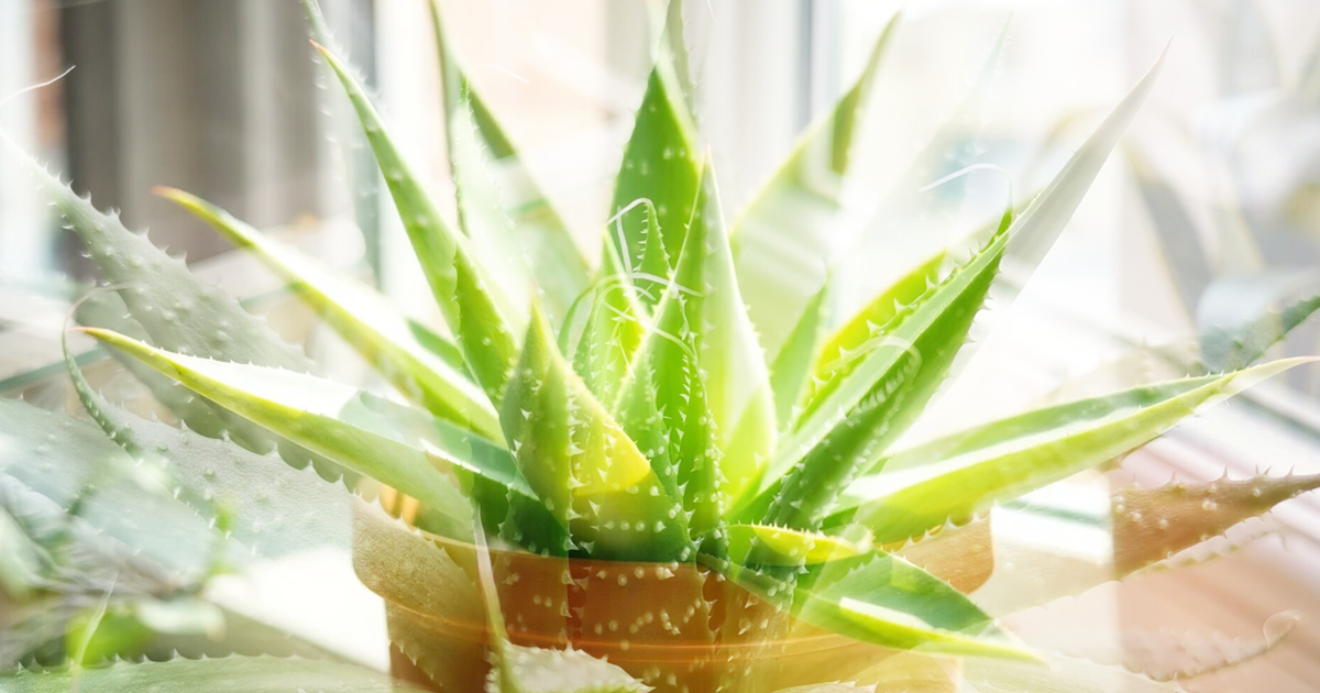 How Often To Water An Aloe Vera Plant – For Lush, Healthy Growth