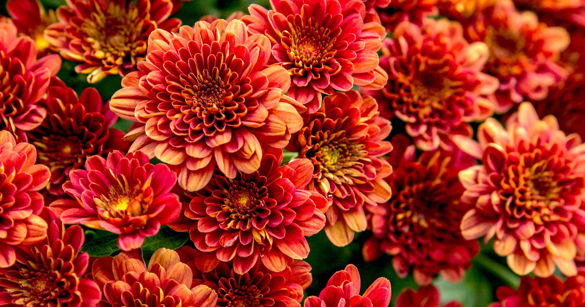 How Often To Water Your Mums For Beautiful, Long-Lasting Blooms