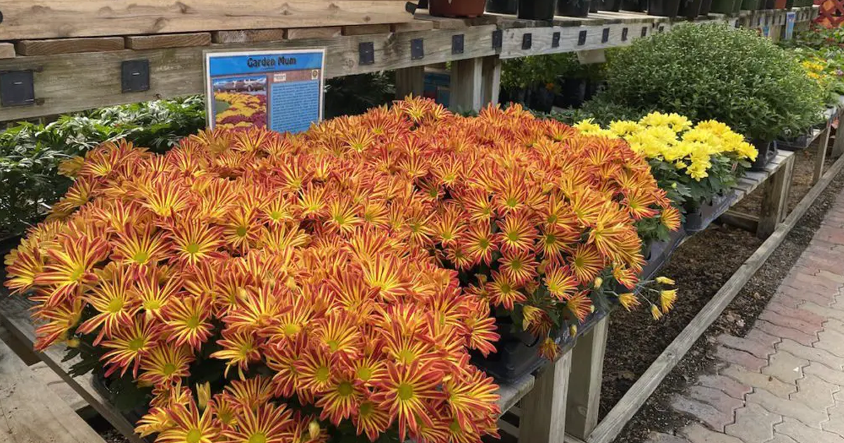 How To Care For Mums In Spring