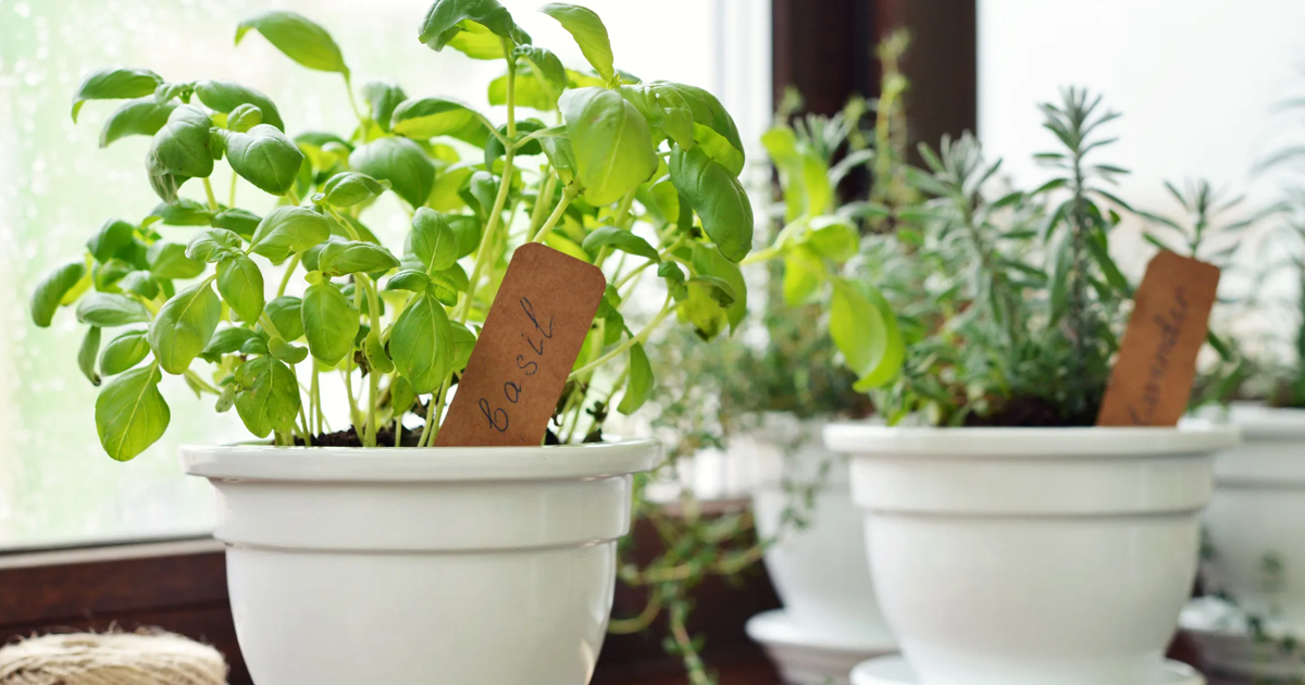 How To Grow A Countertop Herb Garden