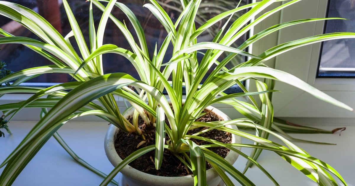 How To Treat Sticky Spider Plant Leaves