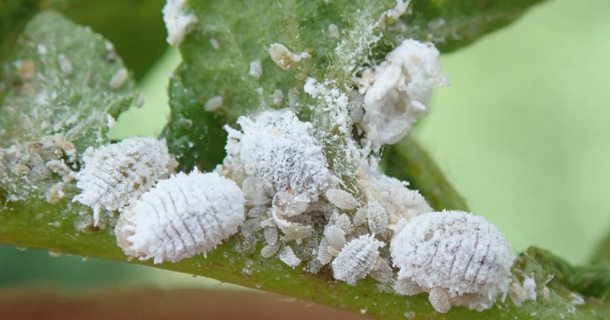 Mealybugs: White Residue On Plants Leaves