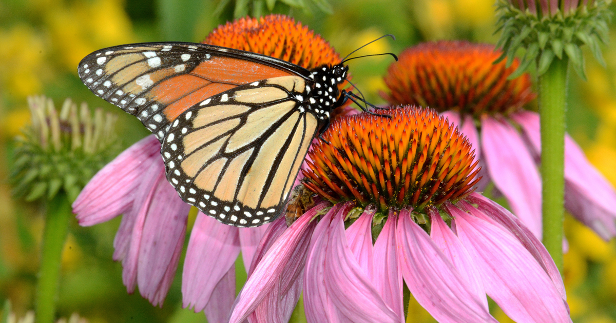 Most Invasive Species In Ohio Valley Region Gardens