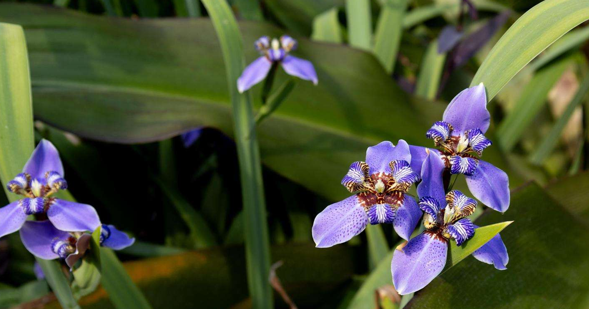 Neomarica Iris: How To Care For Walking Iris