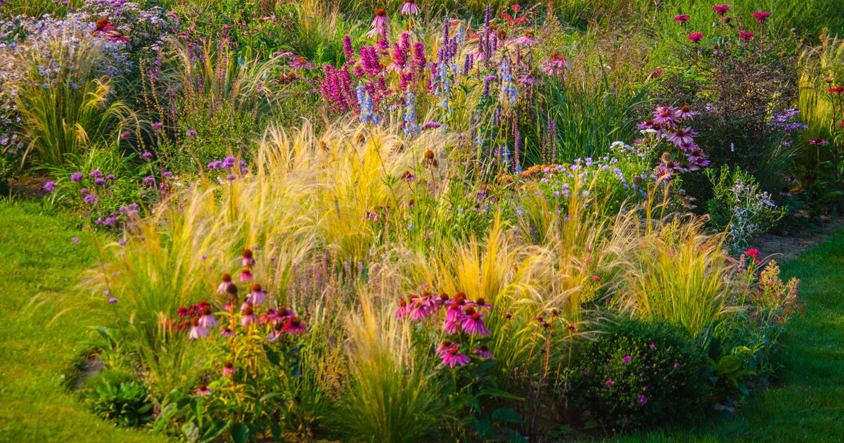 Ornamental Grasses Ohio Valley Gardeners Should Grow