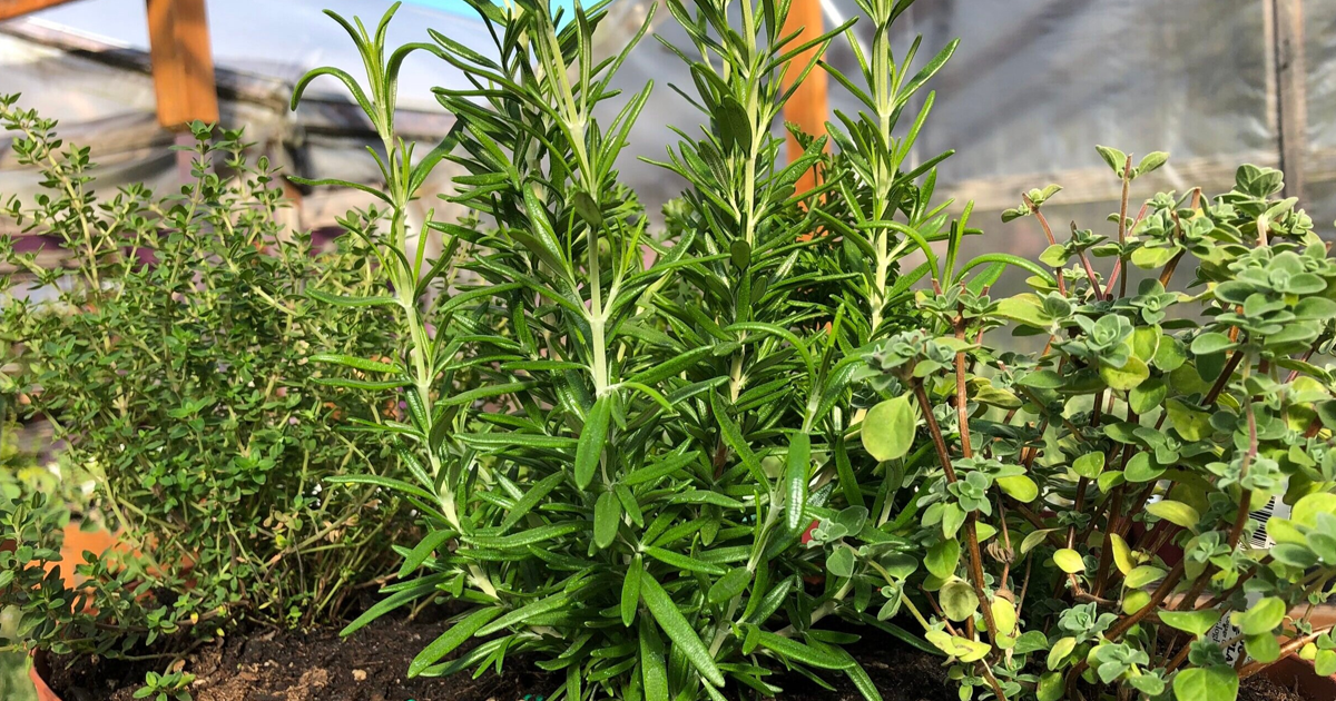 Perennial Herbs Perfect For Pots