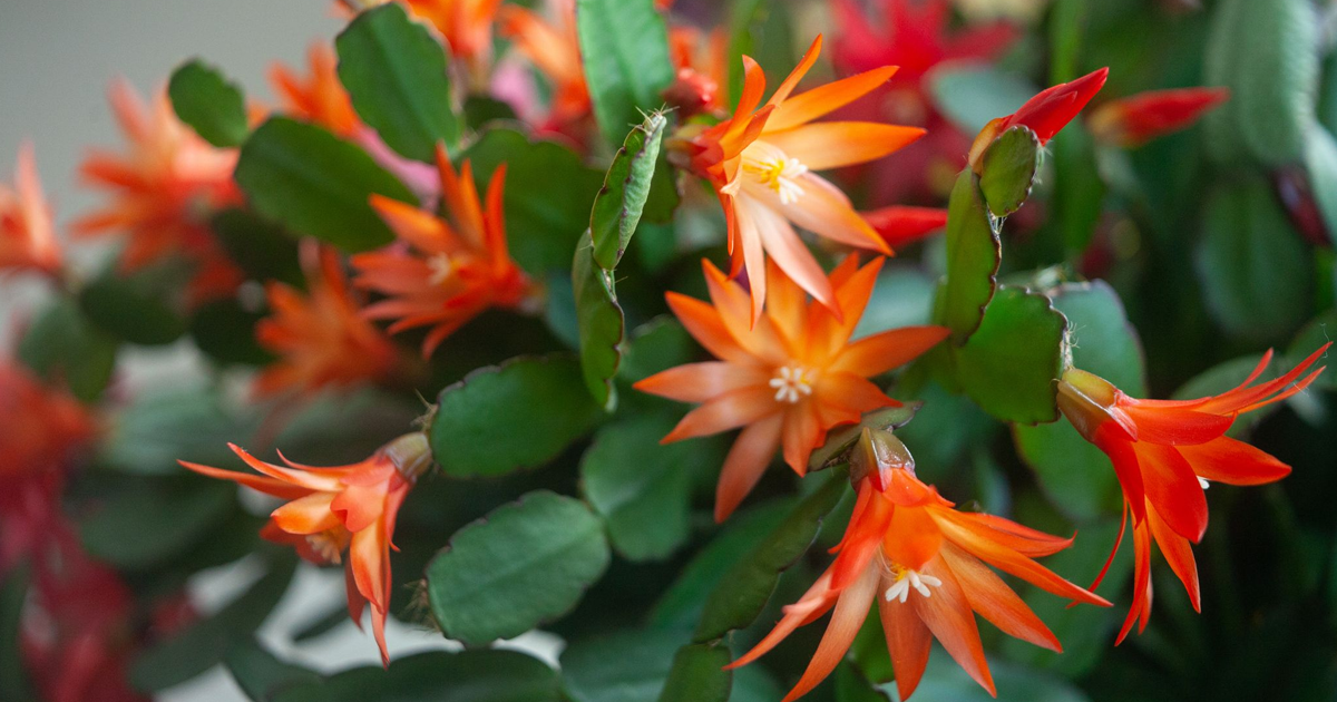 Propagating A Thanksgiving Cactus: How To Grow More Plants For Free