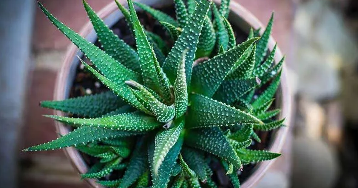 Propagating Aloe Vera - Rooting Aloe Vera Cuttings Or Separating Aloe Pups