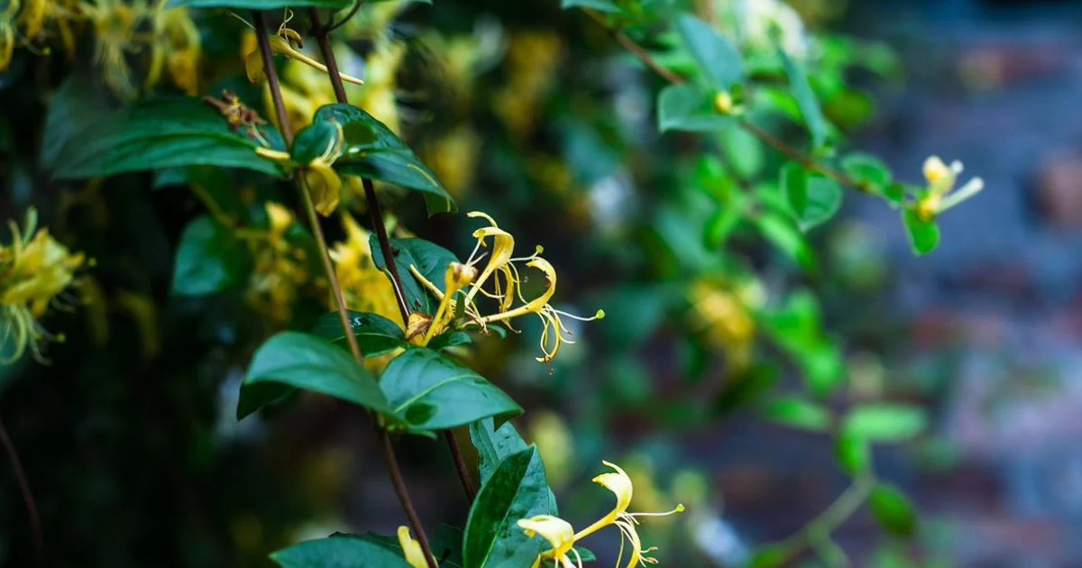 Pruning Honeysuckle The Right Way – Complete How-To Guide