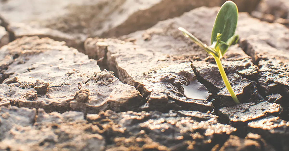 Remedies To Save Heat-Stressed Plants