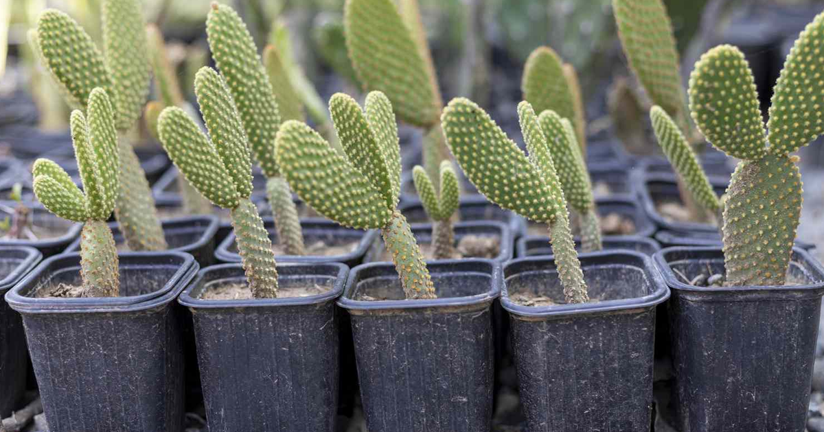 Repotting A Thanksgiving Cactus: Your Expert Guide For Thriving Plants