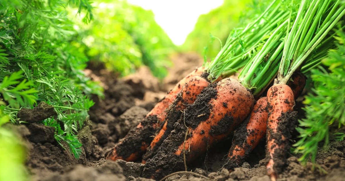 Sprouting Carrot Tops With Kids