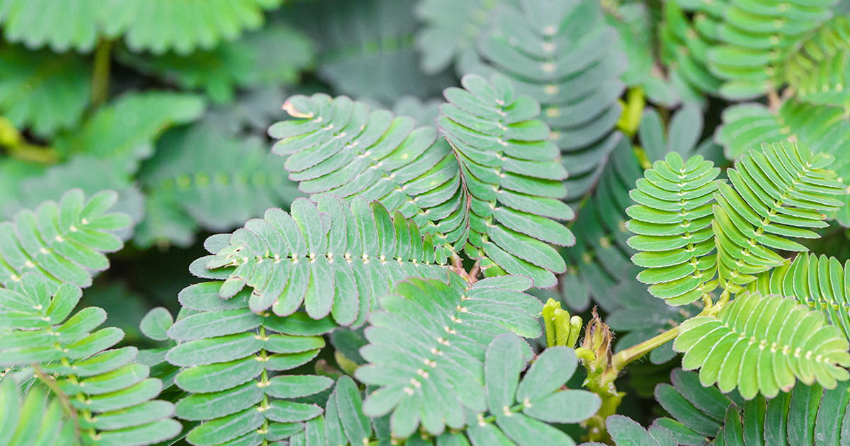 Tickle Me Houseplant - How To Make A Tickle Me Plant Grow