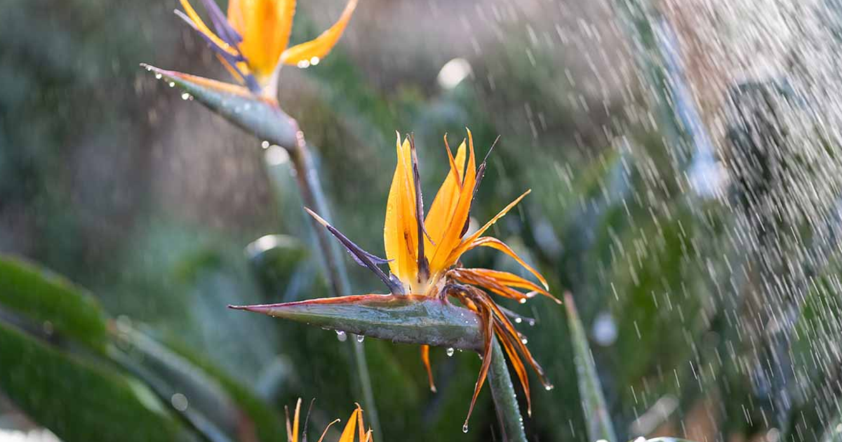 Transplanting Birds Of Paradise – How To Transplant A Bird Of Paradise Plant
