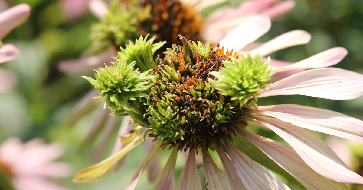 Treating Asters With Leaf Spots – Treating Leaf Spots On Aster Plants