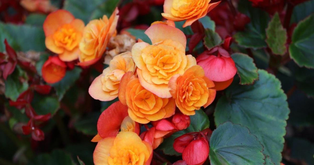 Tuberous Begonia Care - How To Grow Tuberous Begonias