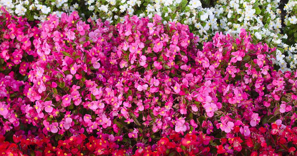 Wax Begonia Care - How To Grow Annual Begonias