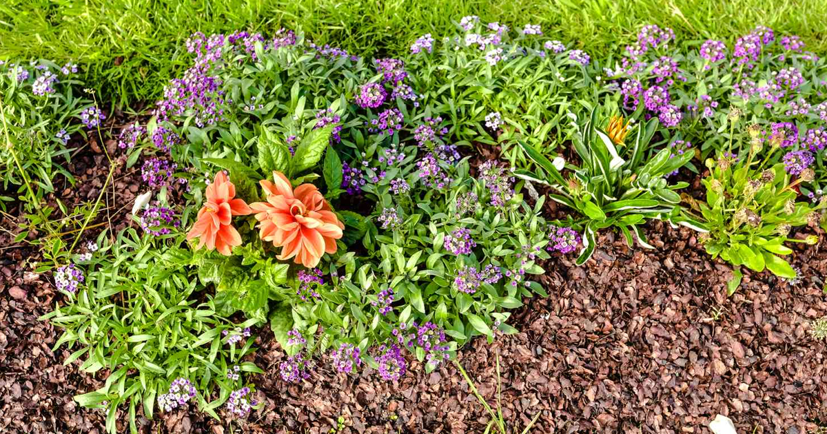 When To Mulch Your Garden