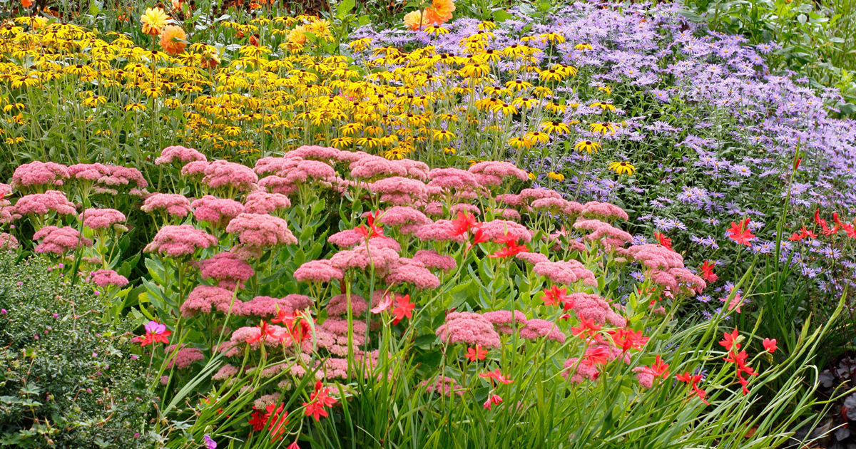 Where To Plant Asters So They’ll Thrive For Years