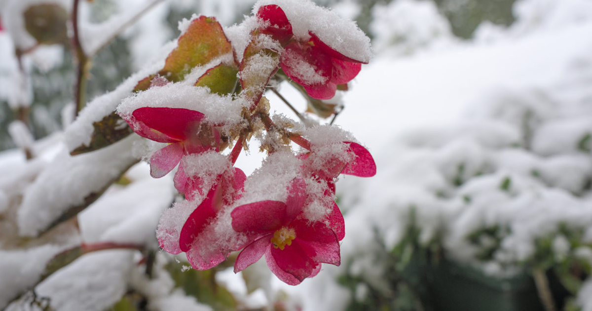 Wintering Begonias: Overwintering A Begonia In Cold Climates