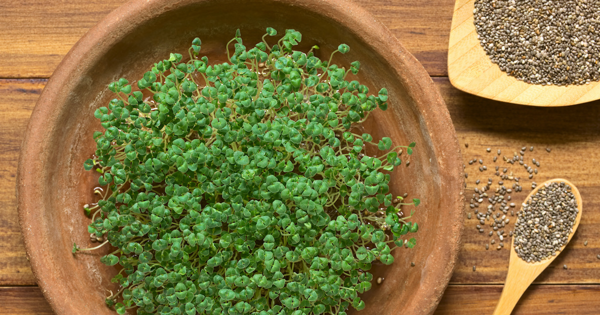 how to harvest chia seeds