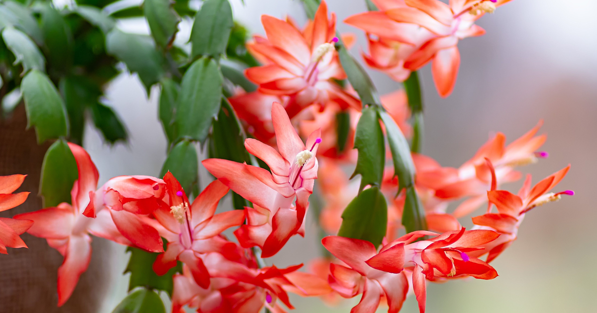 thanksgiving cactus care guide