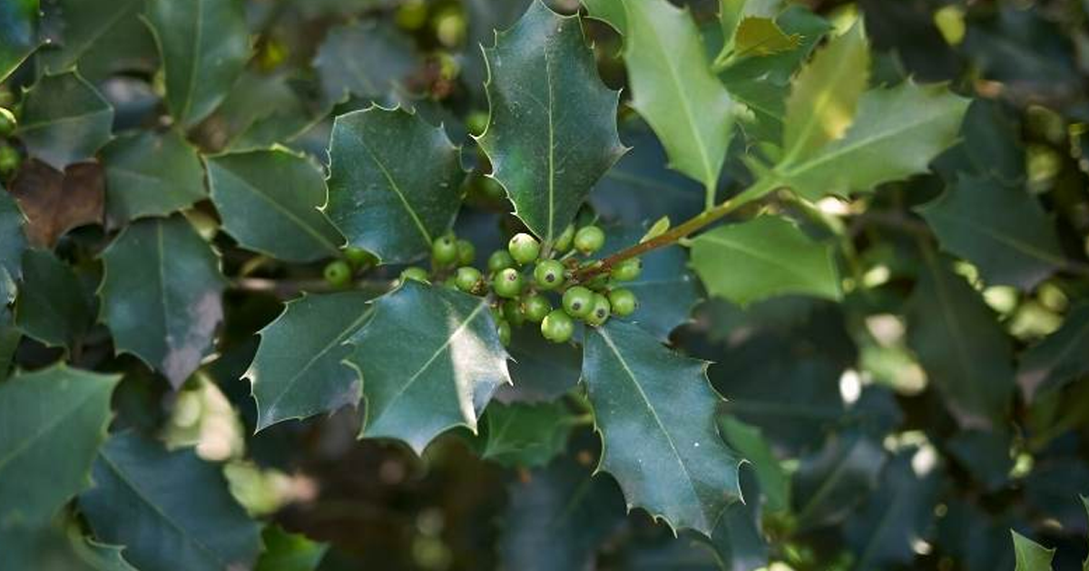 Common Types Of Holly Shrubs