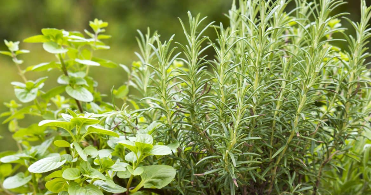 Edible Herb Gardens: Tips For Growing A Culinary Herb Garden