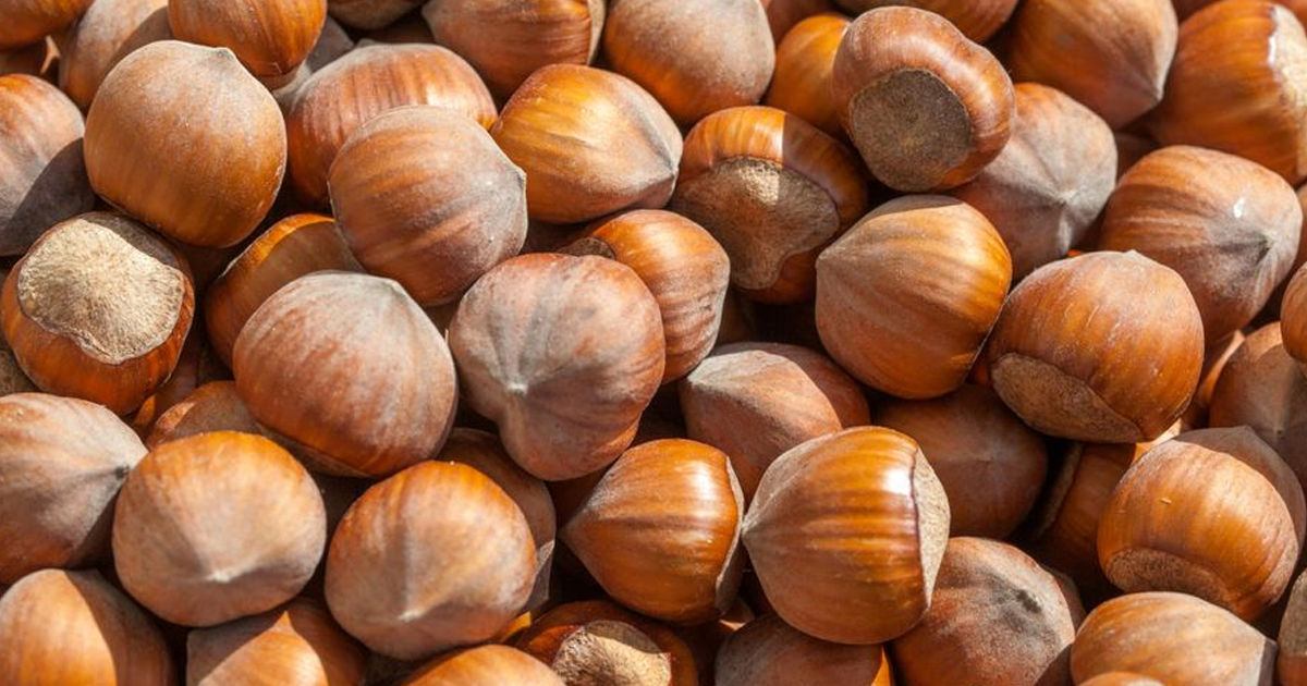 Hazelnut Growing: How To Grow Filbert And Hazelnut Trees