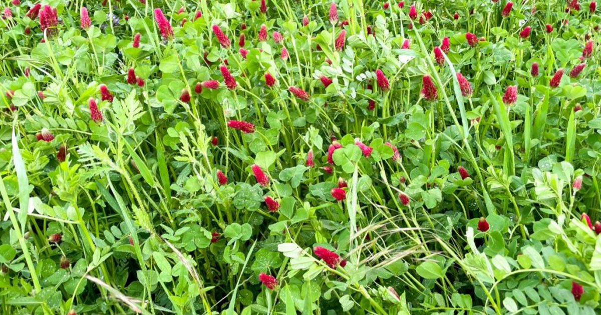 Learn More About Green Manure Cover Crops