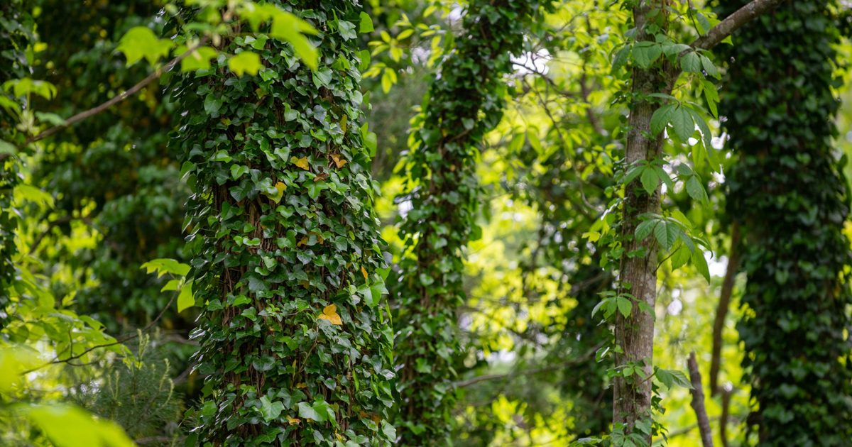 Tips For How To Kill English Ivy