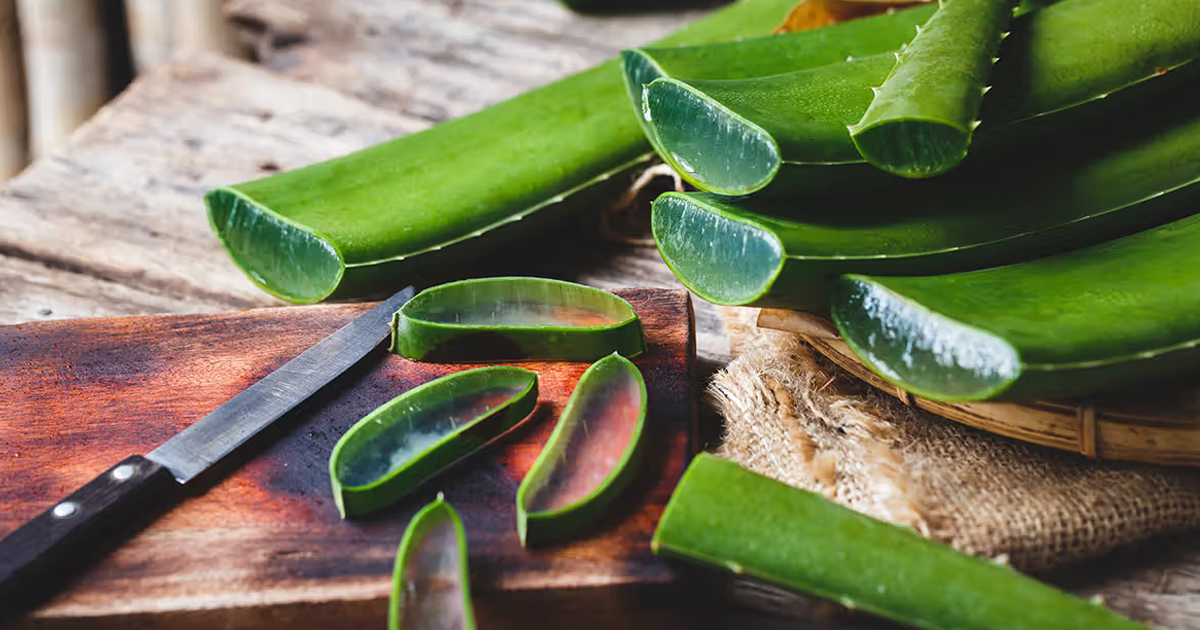 Tips On Picking Aloe Vera: How To Harvest Aloe Vera Leaves