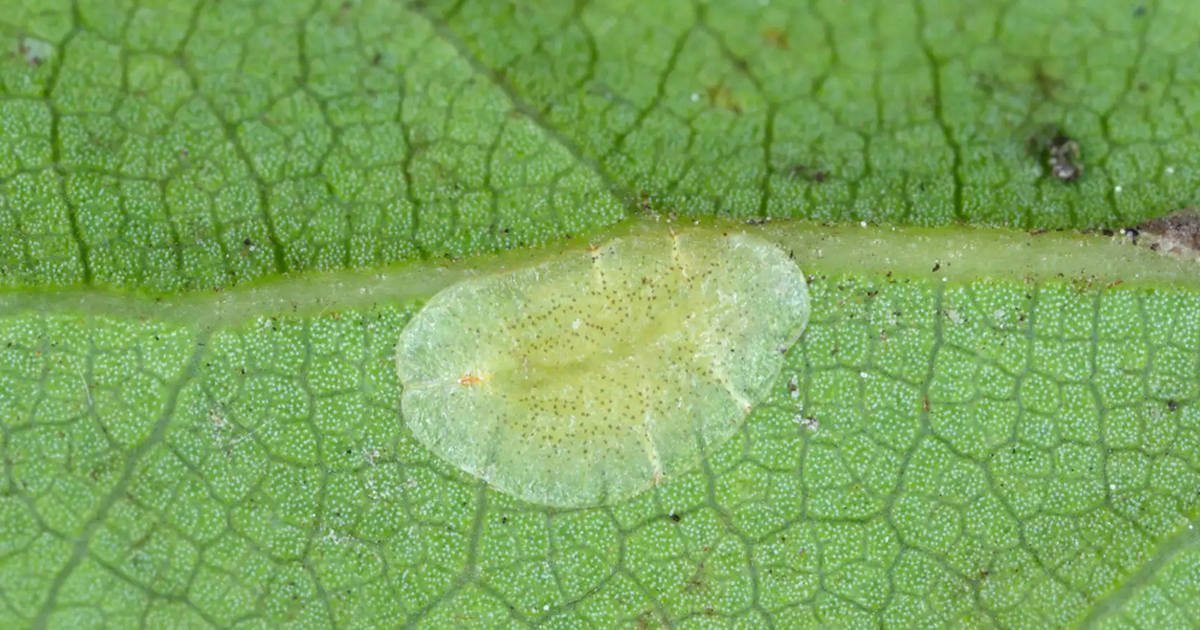 What Is Soft Scale – How To Recognize Soft Scale Insects