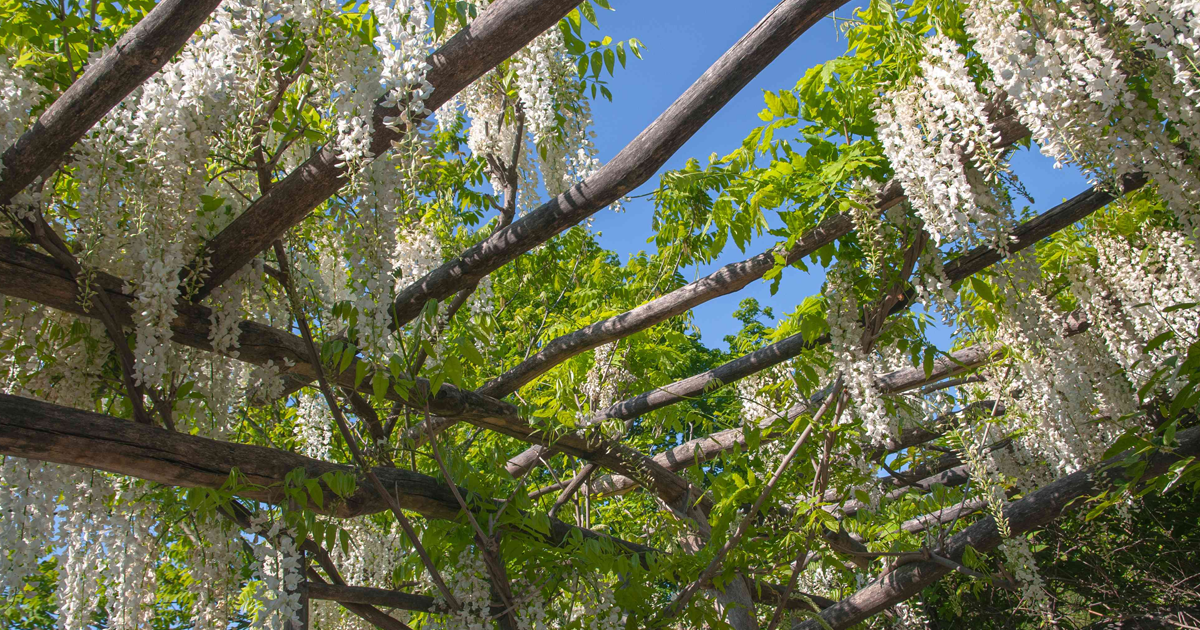 pergola climbing plants