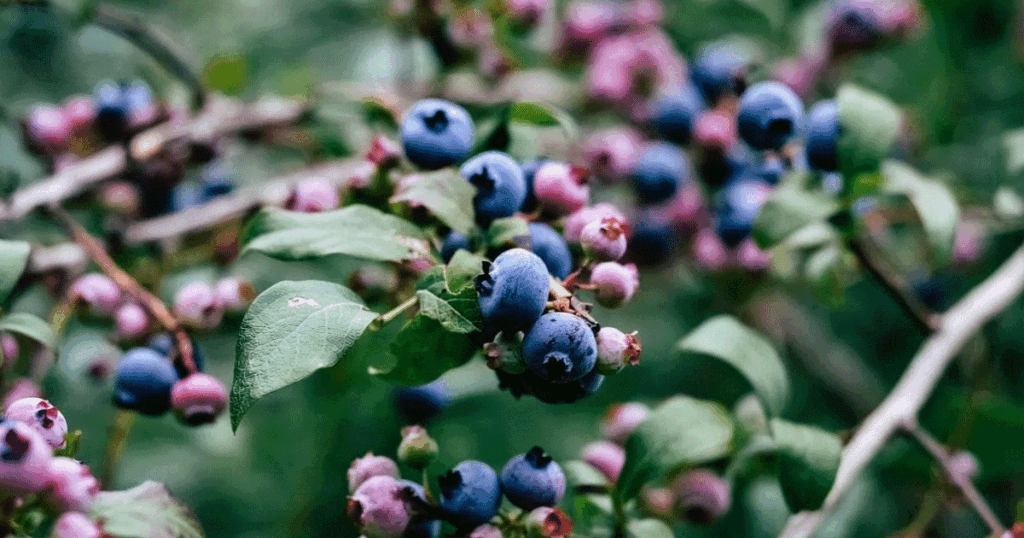 Best Blueberry Varieties for Greenhouse Cultivation