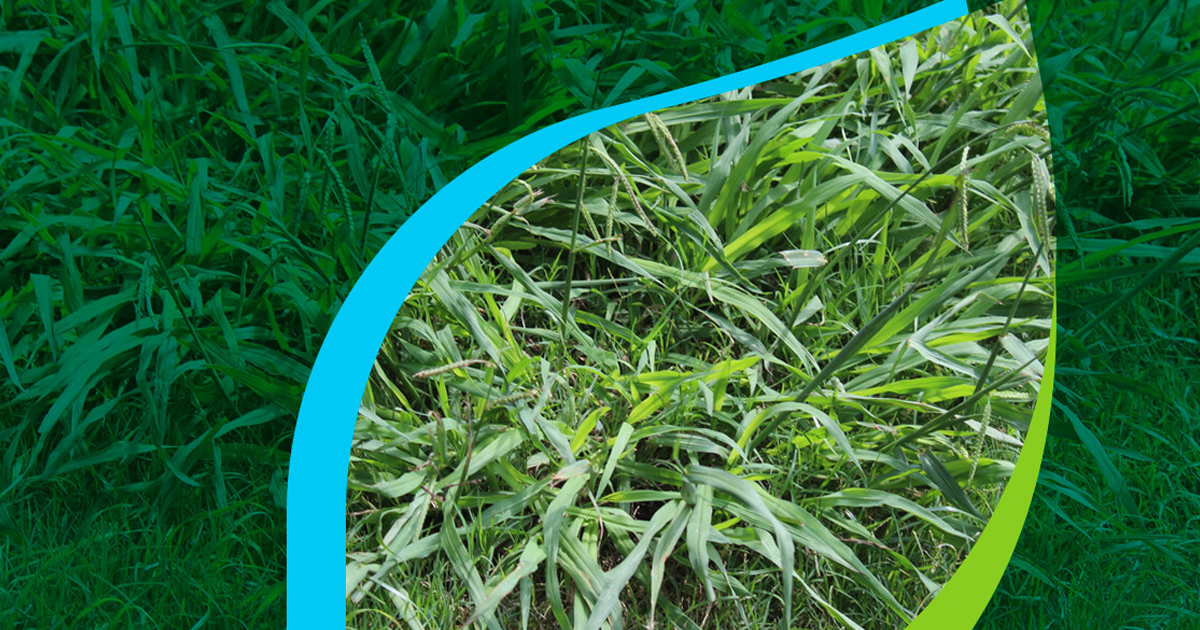 Crabgrass Varieties: Information On Types Of Crabgrass Weeds