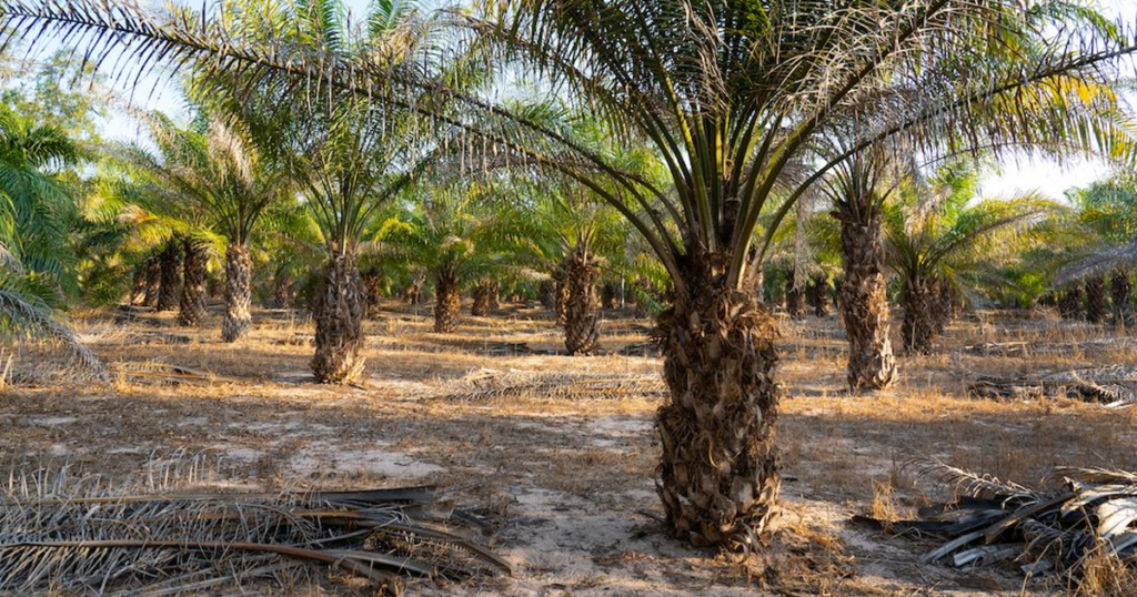 Factors Affecting Palm Tree Growth