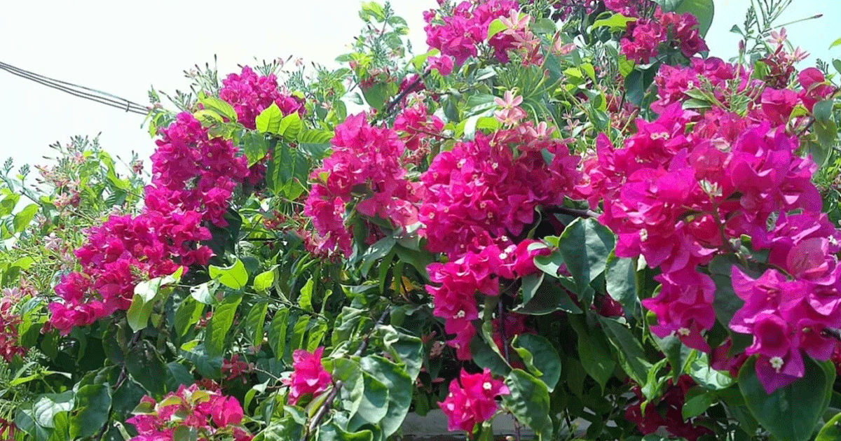Florida Villages Deep Purple Leaf No Flowers Full Sun