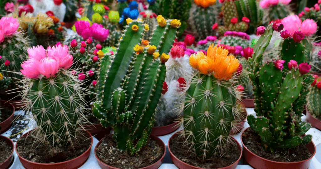 Flowers That Look Like Cactus