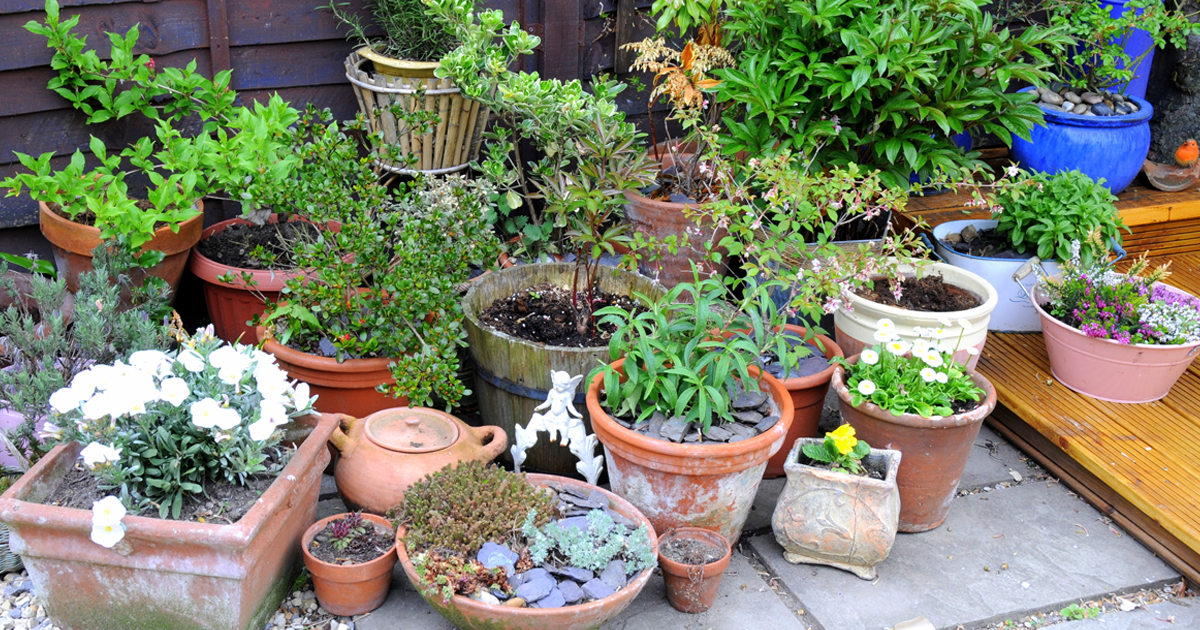 Gardening With Creekside: A Journey Into Nature’s Beauty