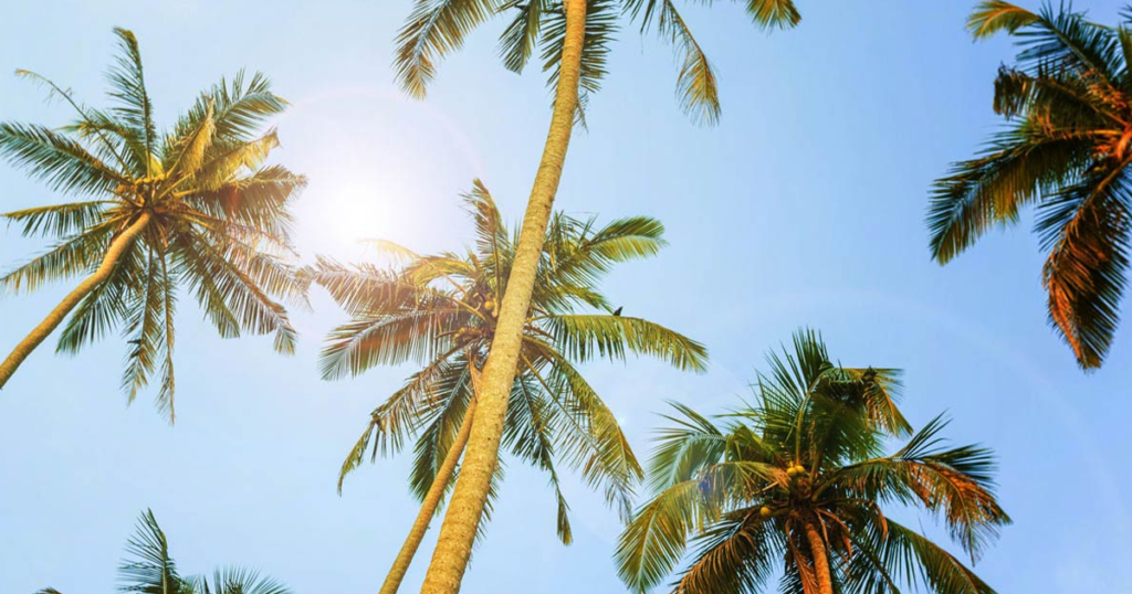Growth Rate of Different Palm Tree Species