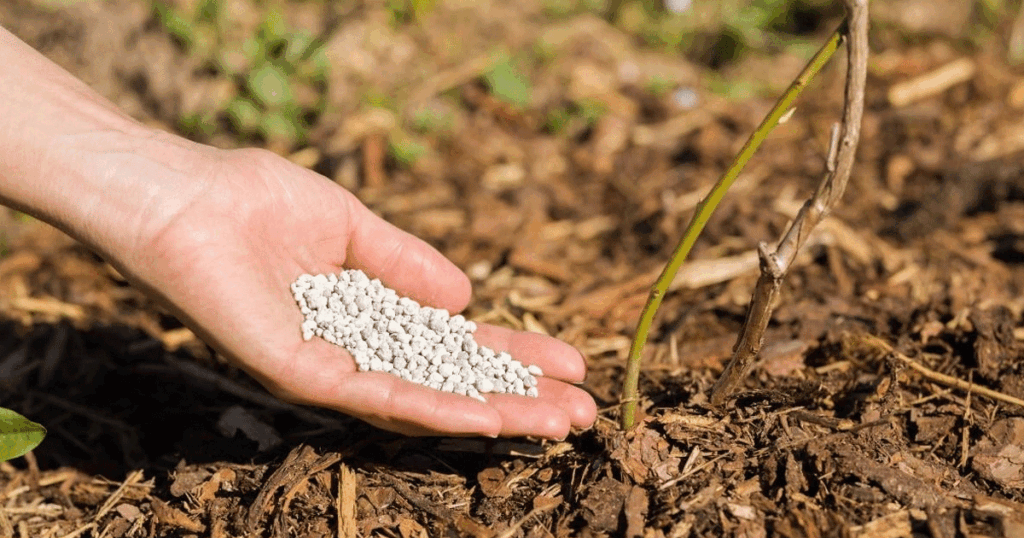 Soil and pH Requirements for Blueberries in Controlled Environments