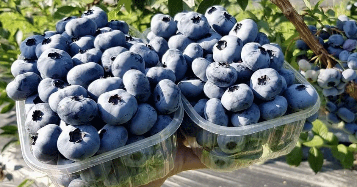 blueberries in a greenhouse