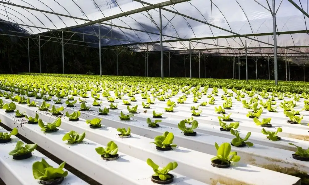 Different Types of Hydroponic Systems