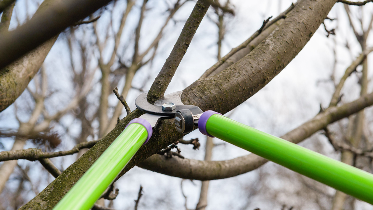 Can Tree Branches Grow Back?
